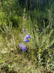 Penstemon comarrhenus