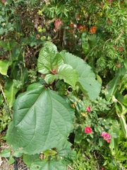 Clerodendrum bungei
