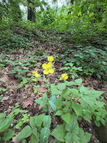 Oenothera tetragona, photograph 4