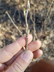 Ribes americanum