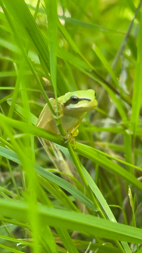 Mediterranean Tree Frog