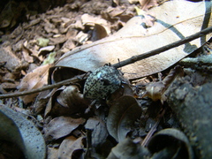 Cypherotylus adrianae