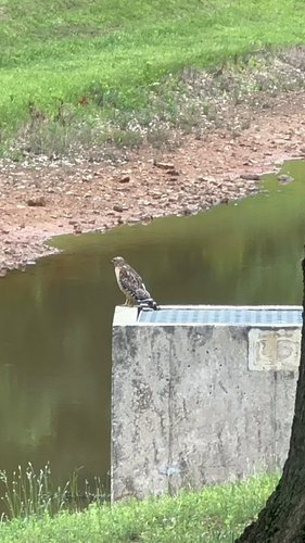 Red-shouldered Hawk