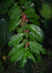 Justicia brasiliana