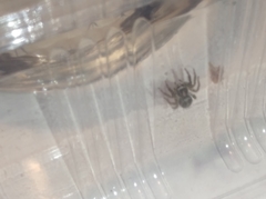 Plexippus paykulli