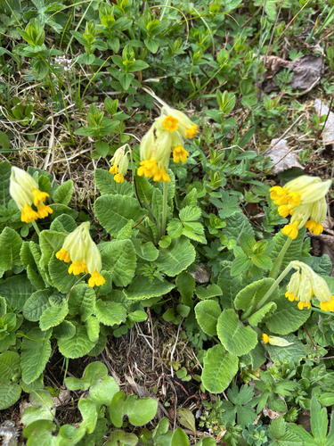 Cowslip