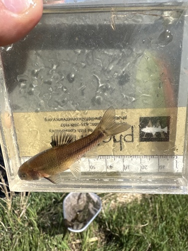 Fathead Minnow