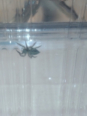 Plexippus paykulli