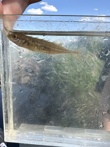 Brook Stickleback