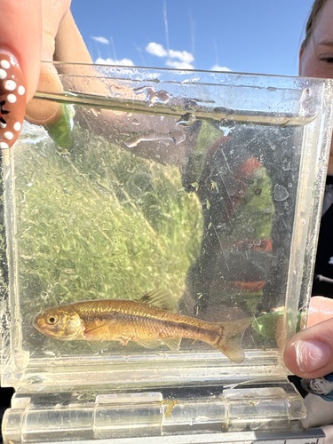 Fathead Minnow