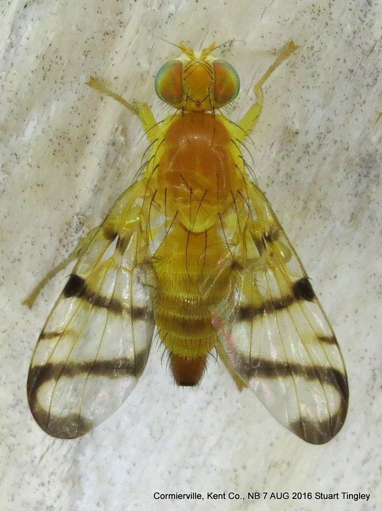 Rose Hip Fly