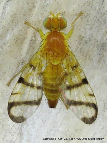 Rhagoletis basiola (Osten Sacken, 1877)