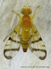 Rhagoletis basiola