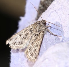 Sideridis reticulata