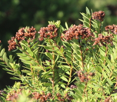 Veronica diosmifolia