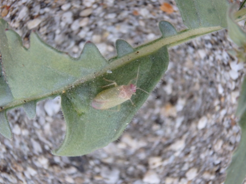 Pseudopsallus puberus