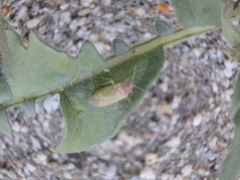 Pseudopsallus puberus