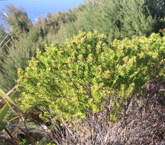 Veronica diosmifolia
