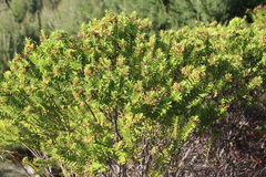Veronica diosmifolia