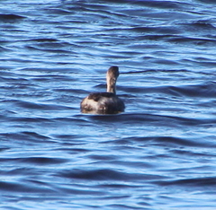 Poliocephalus rufopectus