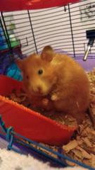 Mesocricetus auratus