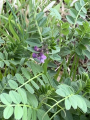 Vicia sepium