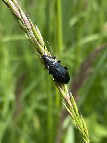 Beukenzwartkever, Buitengebied Noord, Amstelveen, Noord-Holland, NL, photo 6 of 10