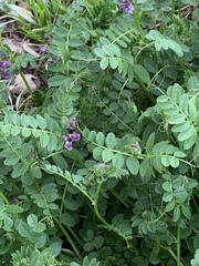Vicia sepium