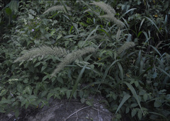 Setaria vulpiseta