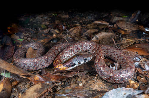 Angel’s Keelback