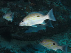 Lutjanus russellii
