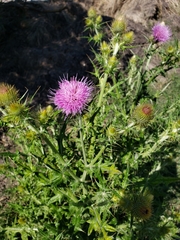 Cirsium rhaphilepis