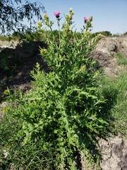 Cirsium rhaphilepis
