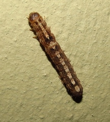 Pandesma robusta