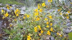 Erythranthe glaucescens