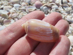 Olivancillaria urceus