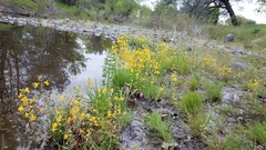 Erythranthe glaucescens