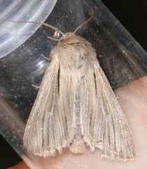 Leucania comma