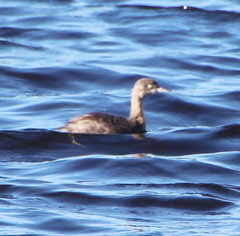 Poliocephalus rufopectus