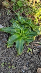 Eryngium agavifolium