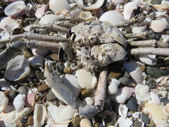 Leurocyclus tuberculosus