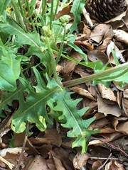 Crepis biennis