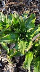 Eryngium agavifolium