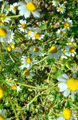 German Chamomile