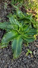 Eryngium agavifolium