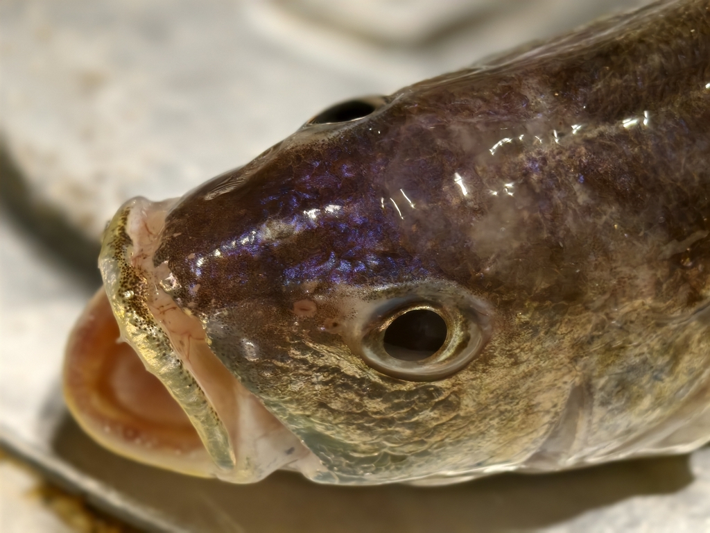Borneo croaker (Johnius borneensis) — Sciaenidae