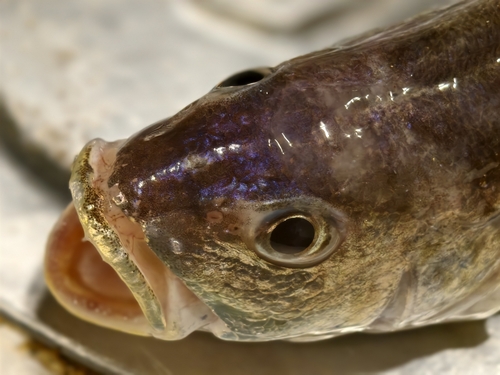 Borneo croaker (Johnius borneensis) — Sciaenidae