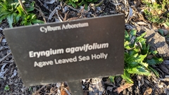 Eryngium agavifolium