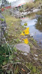 Erythranthe glaucescens