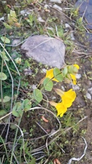 Erythranthe glaucescens